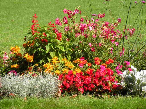  jolies fleurs